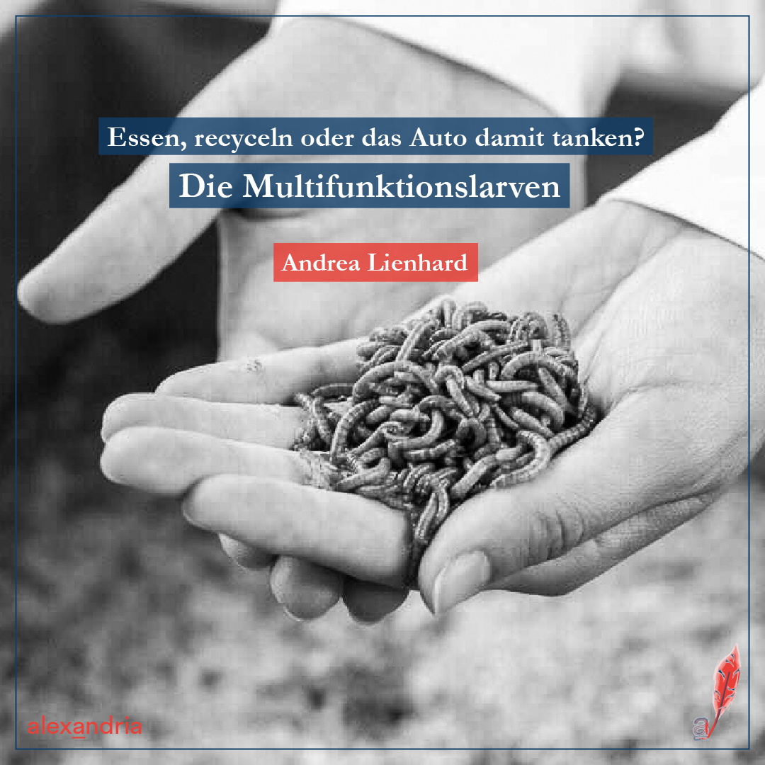 Multifunktionslarven der Mehlwürmer in Händen der Wissenschaftlerin