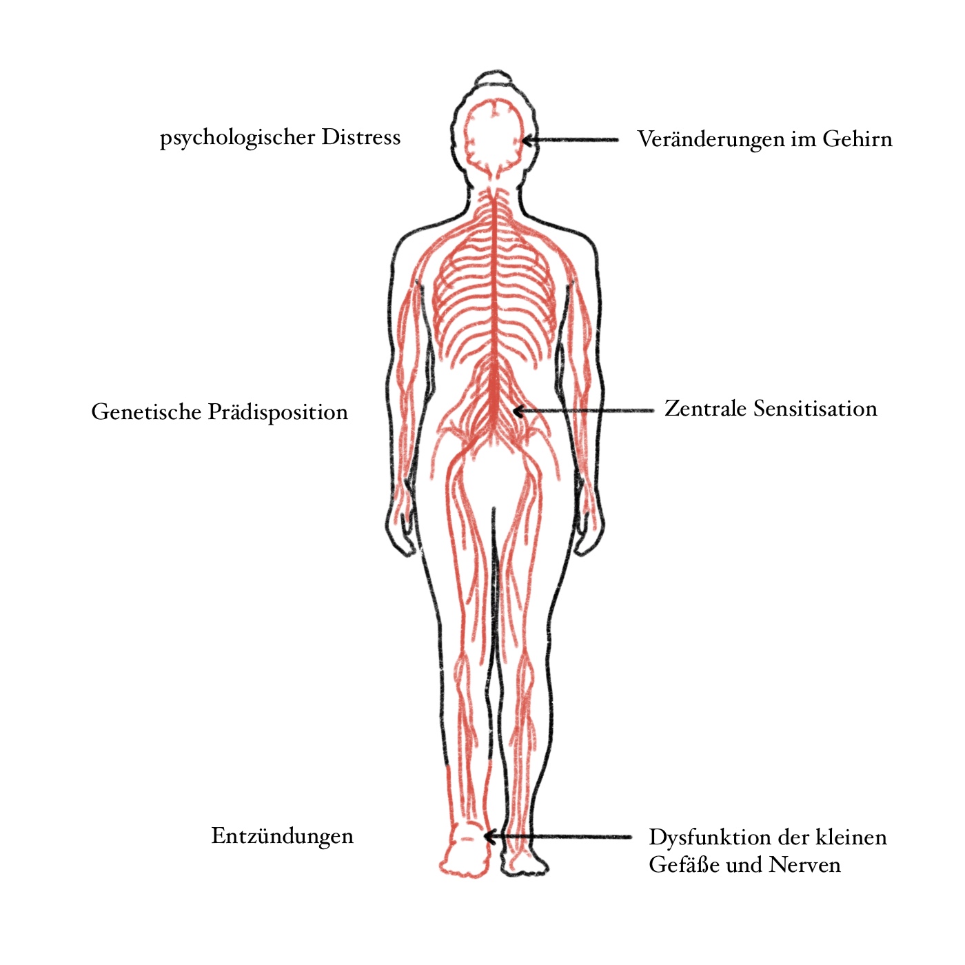 Nervenbahnen des menschlichen Körpers